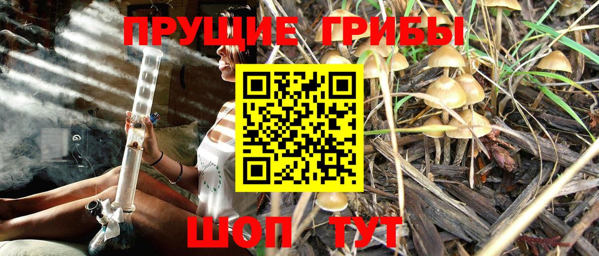 Псилоцибиновые грибы Psilocybine cubensis Кашира